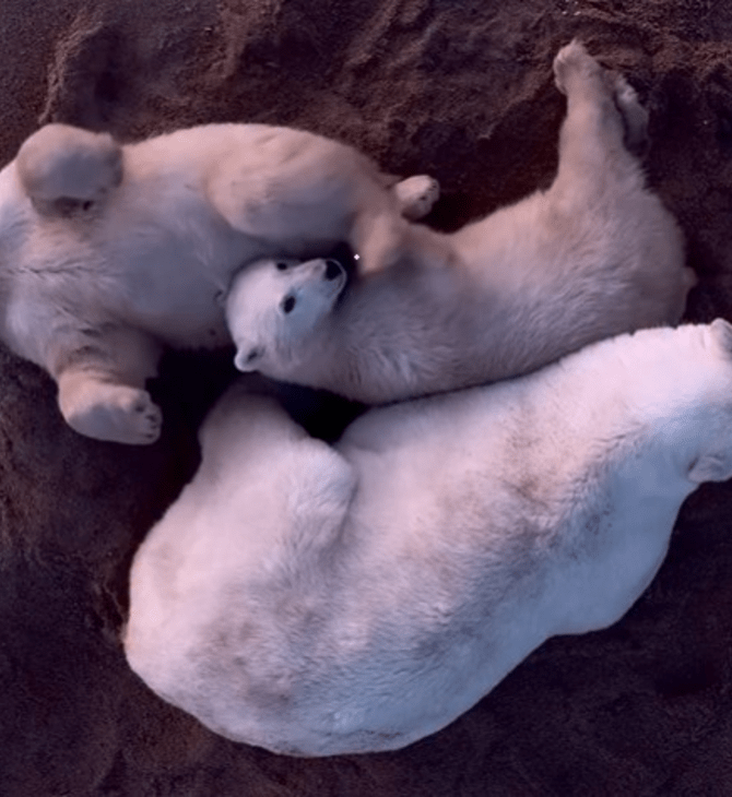 ΠΟΛΙΚΗ ΑΡΚΟΥΔΑ