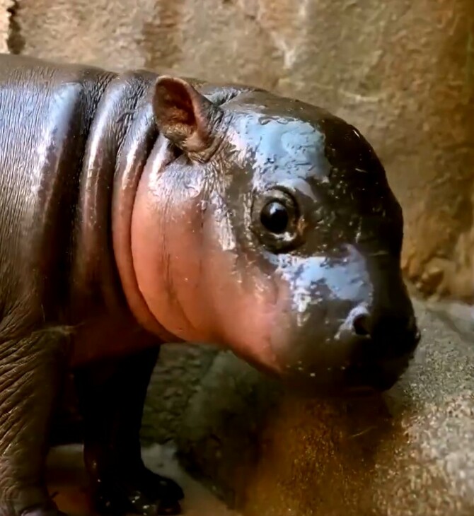 ΠΥΓΜΑΙΟΣ ΙΠΠΟΠΟΤΑΜΟΣ ΑΡΙΖΟΝΑ