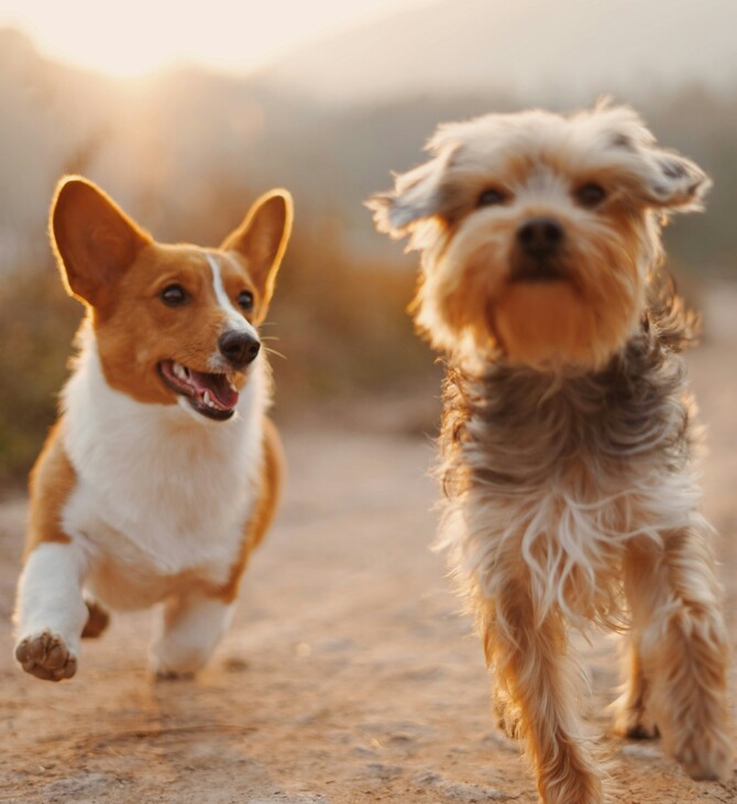ΣΚΥΛΙΑ ΜΙΚΡΟΒΙΑ ΕΝΤΕΡΟ ΚΑΡΚΙΝΟΣ