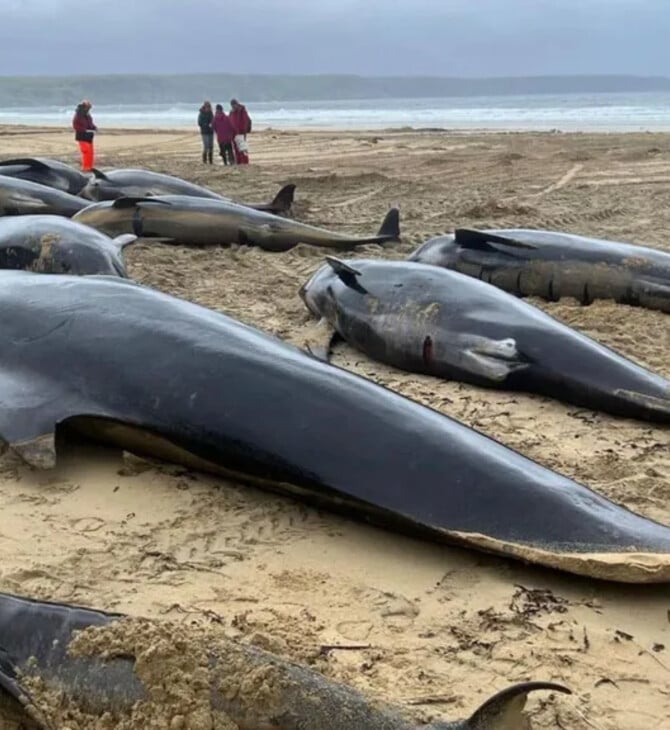 ΔΕΛΦΙΝΙΑ ΜΑΥΡΟΔΕΛΦΙΝΟ ΣΚΩΤΙΑ