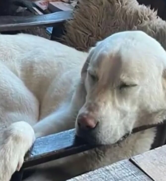 ΣΚΥΛΟΣ ΑΣΠΡΟΥΛΗΣ ΔΙΑΣΩΣΗ ΜΕΤΣΟΒΟ ΟΡΕΙΒΑΤΕΣ