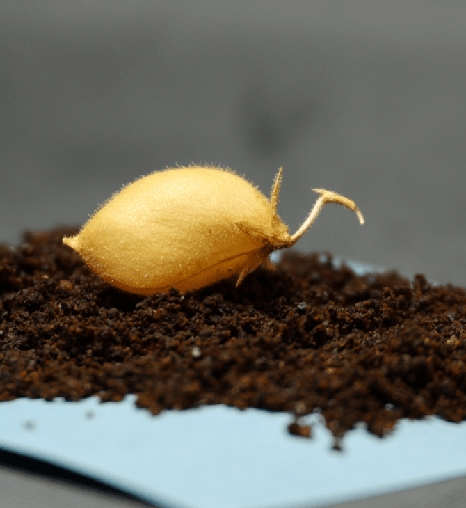 ΣΕΛΗΝΗ ΦΕΓΓΑΡΙ ΡΕΒΙΘΙΑ