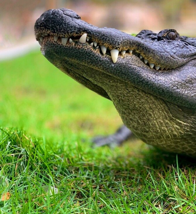 ΚΡΟΚΟΔΕΙΛΟΣ ΔΕΙΝΟΣΑΥΡΟΙ