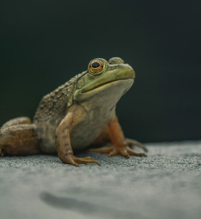 ΒΑΤΡΑΧΟΙ ΜΕΤΕΩΡΟΛΟΓΟΙ 