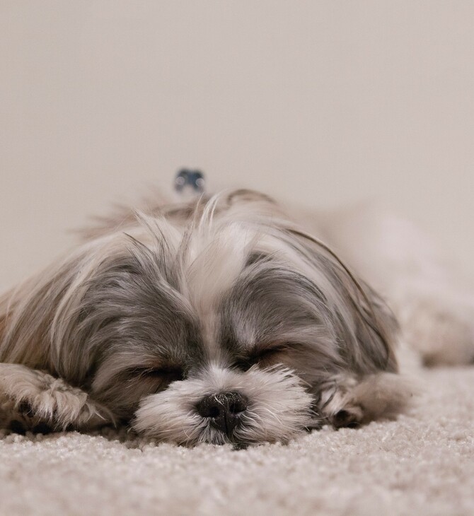 ΕΛΛΗΝΕΣ ΝΤΟΥΜΠΑΙ ΚΑΤΟΙΚΙΔΙΑ ΕΠΑΝΑΠΑΤΡΙΣΜΟΣ