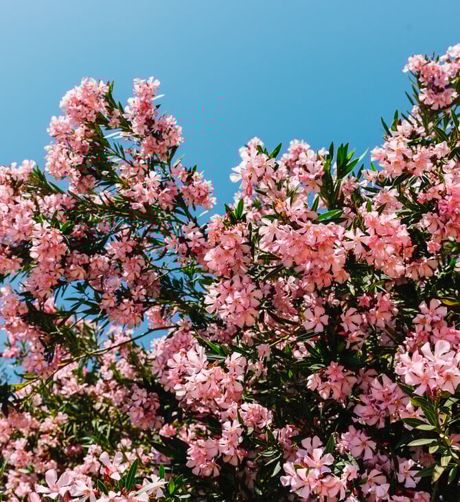 Γιατί θέλουν να ξεριζώσουν τις πικροδάφνες από τα σχολεία;