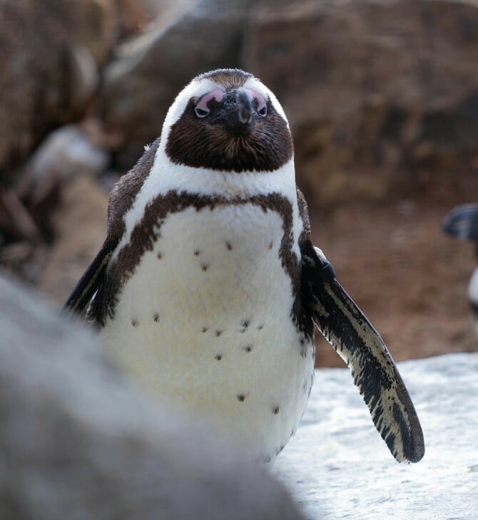 ΑΦΡΙΚΑΝΙΚΟΣ, ΠΙΓΚΟΥΙΝΟΣ