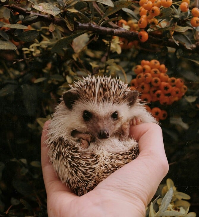 ΣΚΑΝΤΖΟΧΟΙΡΟΙ ΕΡΕΥΝΑ ΑΚΟΗ ΠΑΝΕΠΙΣΤΗΜΙΟ ΟΞΦΟΡΔΗ