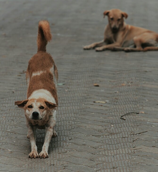 Κατερίνη: Αγέλη σκύλων επιτέθηκε σε τουρίστρια - Εντολή για προκαταρκτική έρευνα