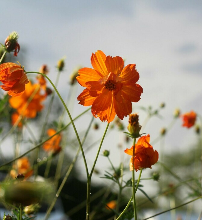 Ο καιρός σήμερα: Ήλιος, με λίγες νεφώσεις και βροχές σήμερα στη χώρα
