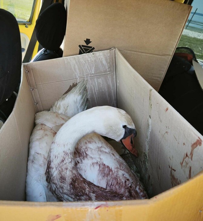 ΚΥΚΝΟΣ ΠΥΡΟΒΟΛΙΣΜΟΣ