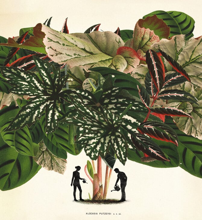 ΕΠΕΞ Φτιάξαμε ινσταγκραμικούς κήπους. Ξοδέψαμε περιουσίες. Τώρα μαράθηκαν όλα