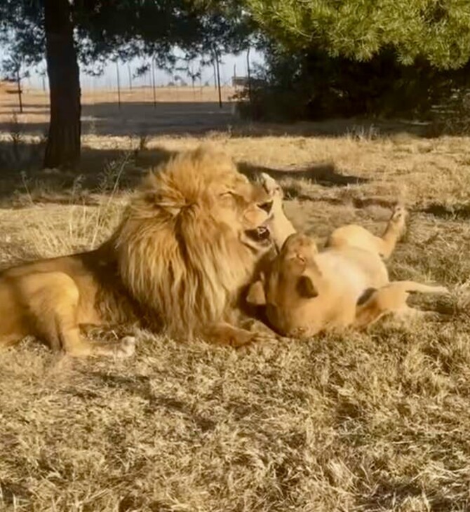 Δυο ερωτευμένα λιοντάρια βγαίνουν για πρώτη φορά από το κλουβί τους