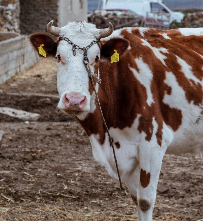 ΑΦΘΩΔΗΣ ΠΥΡΕΤΟΣ ΛΕΣΒΟΣ ΚΡΟΥΣΜΑ ΜΕΤΡΑ