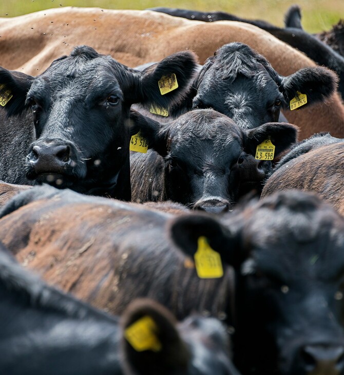 ΛΕΣΒΟΣ ΜΥΤΙΛΗΝΗ ΑΦΘΩΔΗΣ ΠΥΡΕΤΟΣ 