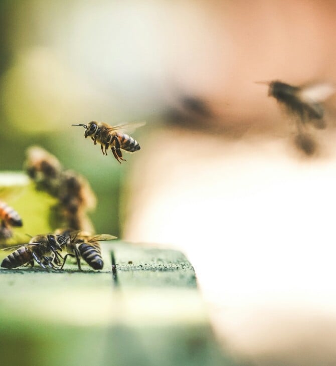 ΜΕΛΙΣΣΑ ΤΣΙΜΠΗΜΑ ΝΕΚΡΟΣ ΝΑΥΠΛΙΟ