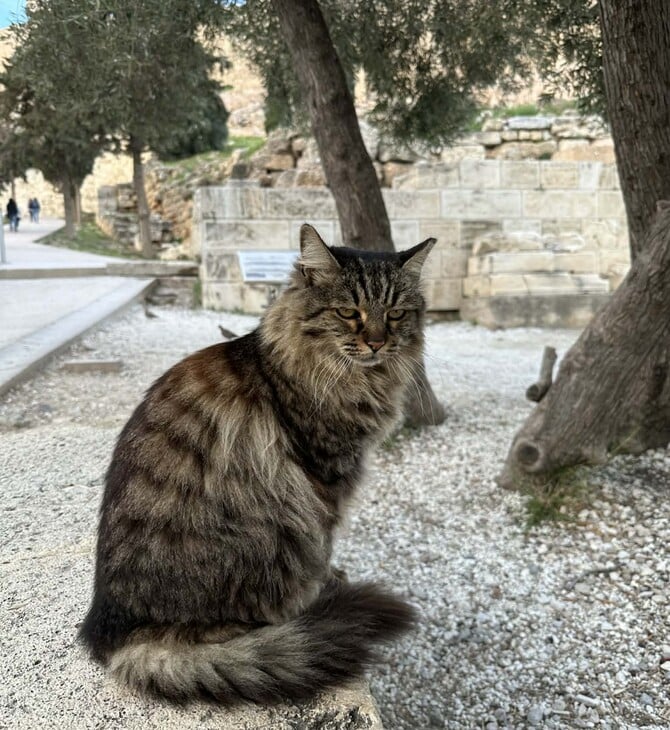 Πέθανε η Λουκία, η πιο δημοφιλής γάτα της Ακρόπολης