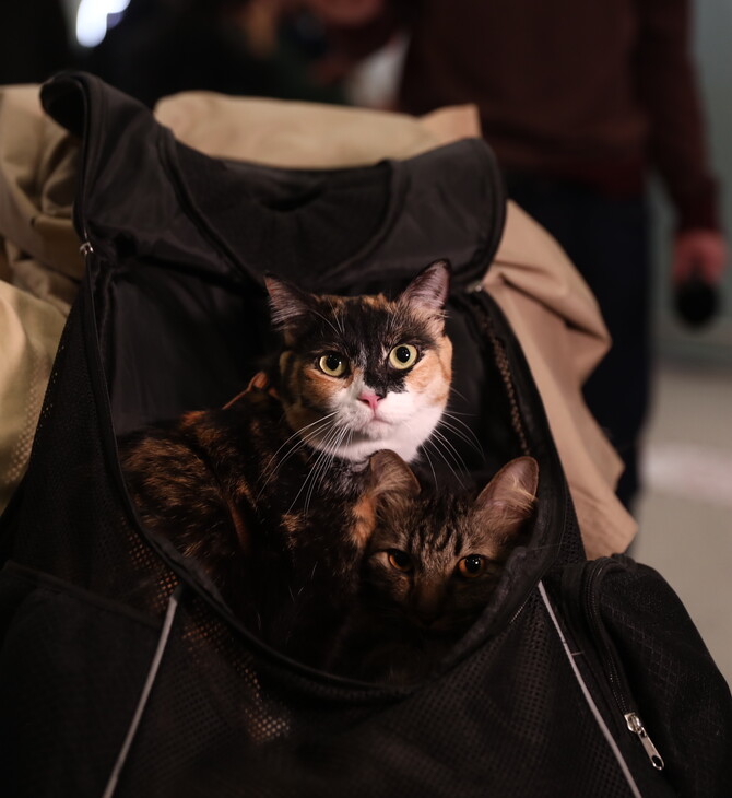 ΕΛΛΗΝΕΣ ΚΑΤΟΙΚΙΔΙΑ ΕΠΑΝΑΠΑΤΡΙΣΜΟΣ ΕΛΛΑΔΑ ΜΕΣΗ ΑΝΑΤΟΛΗ