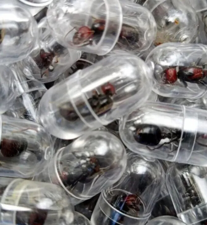 ΚΕΝΥΑ ΜΥΡΜΗΓΚΙΑ ΛΑΘΡΕΜΠΟΡΙΟ