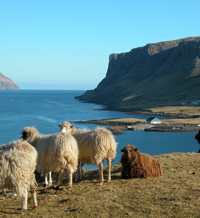 Ο Πυθέας ο Μασσαλιώτης, τα Νησιά Φερόε και η προβατίνα