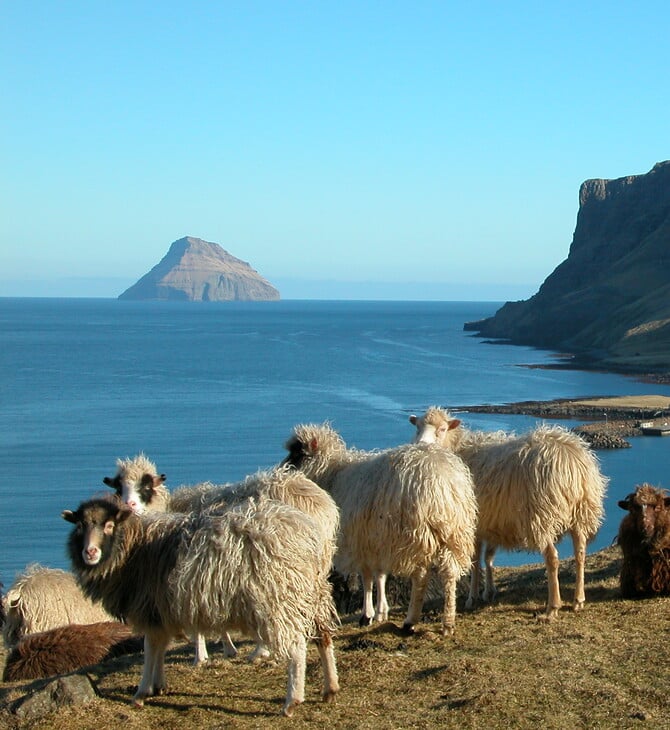 Ο Πυθέας ο Μασσαλιώτης, τα Νησιά Φερόε και η προβατίνα