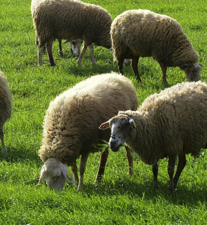 ΑΦΘΩΔΗΣ ΠΥΡΕΤΟΣ ΛΕΣΒΟΣ ΜΕΤΡΑ