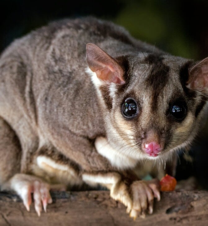 ΑΥΣΤΡΑΛΙΑ ΠΟΣΟΥΜ ΑΕΡΟΔΡΟΜΙΟ ΚΑΤΑΣΤΗΜΑ