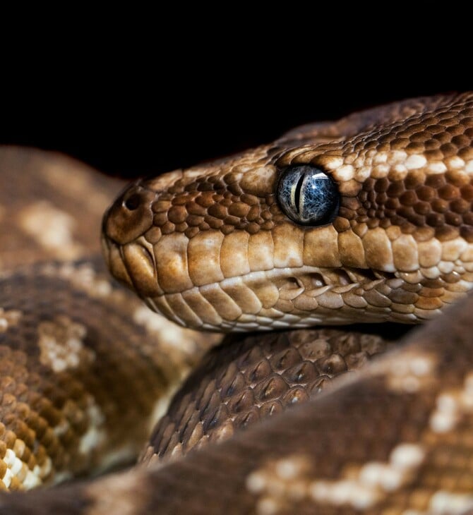 ΠΥΘΩΝΑΣ ΑΙΜΑ ΦΑΡΜΑΚΟ ΠΑΧΥΣΑΡΚΙΑ