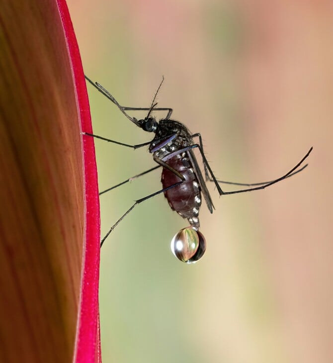 ΚΟΥΝΟΥΠΙΑ ΕΡΕΥΝΑ ΤΣΙΜΠΗΜΑ