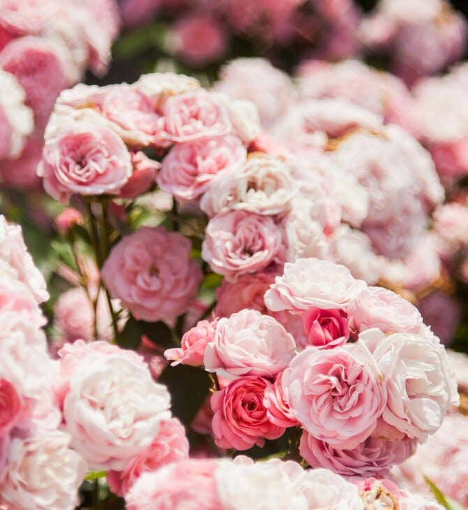 ΤΣΕΛΣΙ ΚΗΠΟΣ ΗΔΟΝΗ