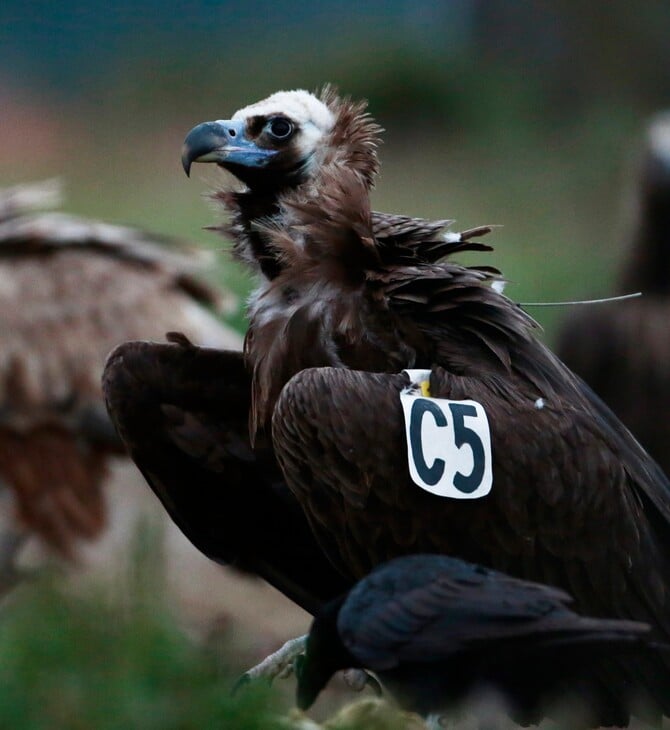 ΔΑΔΙΑ ΔΑΣΟΣ ΕΒΡΟΣ ΜΑΥΡΟΓΥΠΕΣ ΦΟΛΕΣ