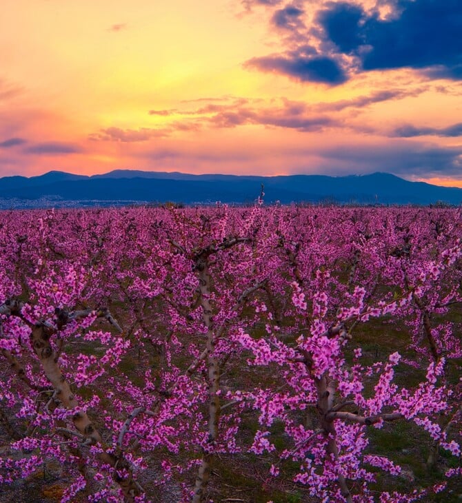 ΒΕΡΟΙΑ ΡΟΔΑΚΙΝΙΕΣ ΗΜΑΘΙΑ