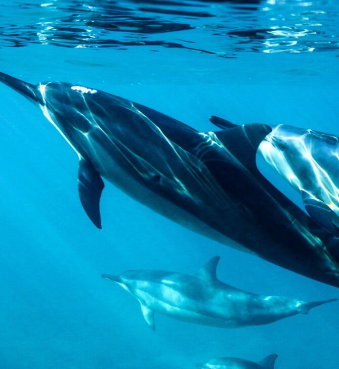 ΔΕΛΦΙΝΙΑ ΣΦΥΡΙΓΜΑΤΑ