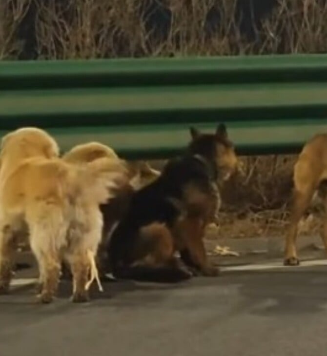 ΣΚΥΛΙΑ ΚΙΝΑ VIRAL ΣΠΙΤΙ