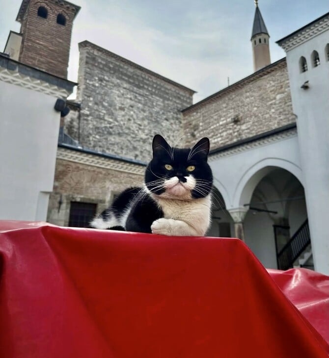 Ο «Γλύκας» του Τοπκαπί, ένας πρίγκιψ των γάτων