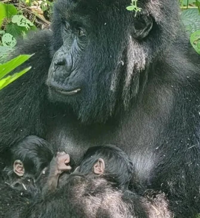 ΚΟΝΓΚΟ ΓΟΡΙΛΕΣ