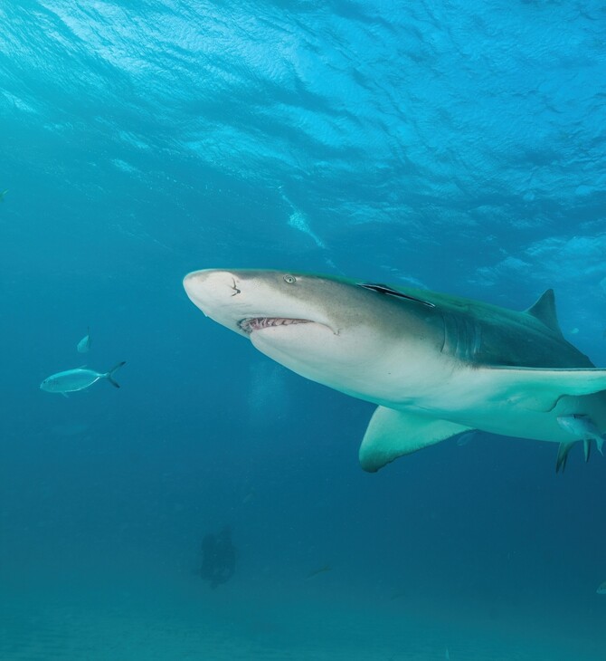 ΚΑΡΧΑΡΙΕΣ ΜΠΑΧΑΜΕΣ ΚΟΚΑΙΝΗ ΚΑΦΕΙΝΗ