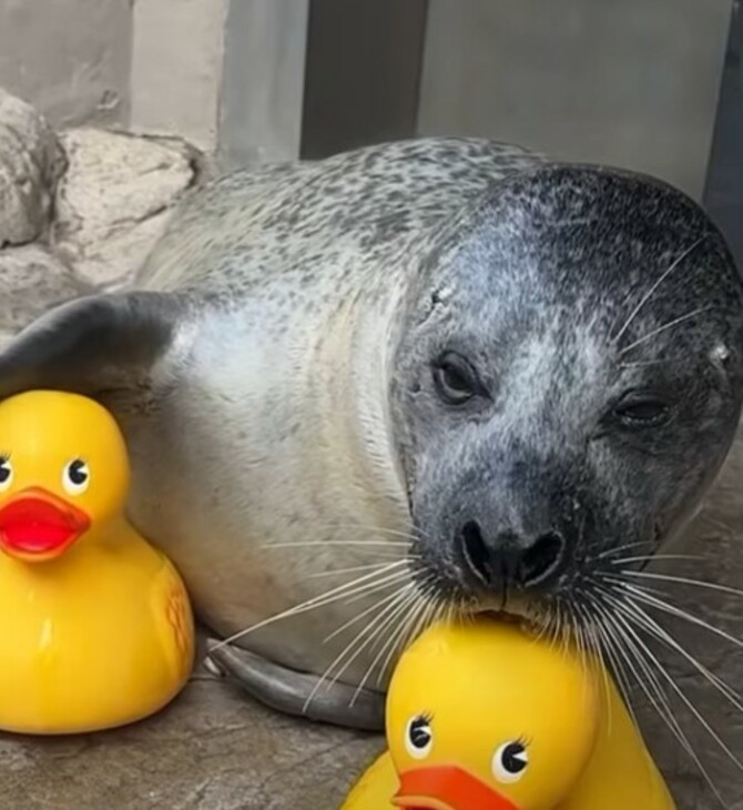 ΦΩΚΙΑ ΒΟΣΤΟΝΗ ΠΛΑΣΤΙΚΑ ΠΑΠΑΚΙΑ