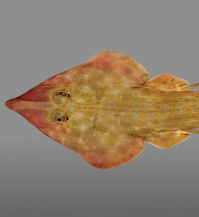 ΚΑΡΧΑΡΙΑΣ ΚΙΘΑΡΑ