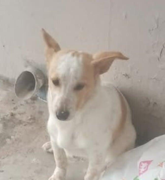 ΣΚΥΛΟΣ ΛΕΜΕΣΟΣ ΣΤΑΣΗ ΛΕΟΦΩΡΕΙΟΥ ΕΓΚΑΤΑΛΕΙΨΗ