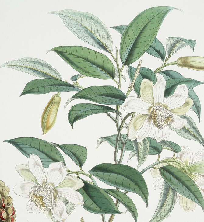 ΔΑΡΒΙΝΟΣ ΚΕΙΜΠΡΙΤΖ ΜΑΘΗΜΑ ΒΟΤΑΝΙΚΗ