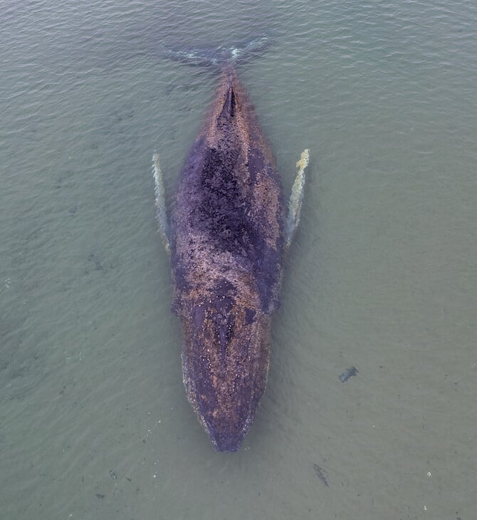 ΦΑΛΑΙΝΑ ΓΕΡΜΑΝΙΑ ΔΙΑΣΩΣΗ