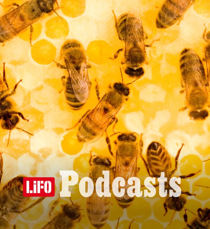 Πώς θα προστατεύσουμε τις μέλισσες;