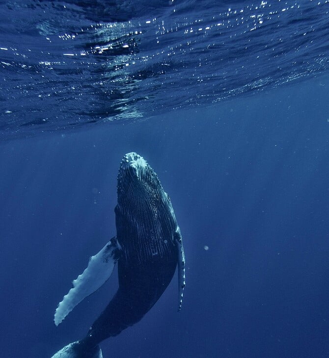 ΦΑΛΑΙΝΑ ΦΥΣΗΤΗΡΑΣ ΓΕΝΝΑ