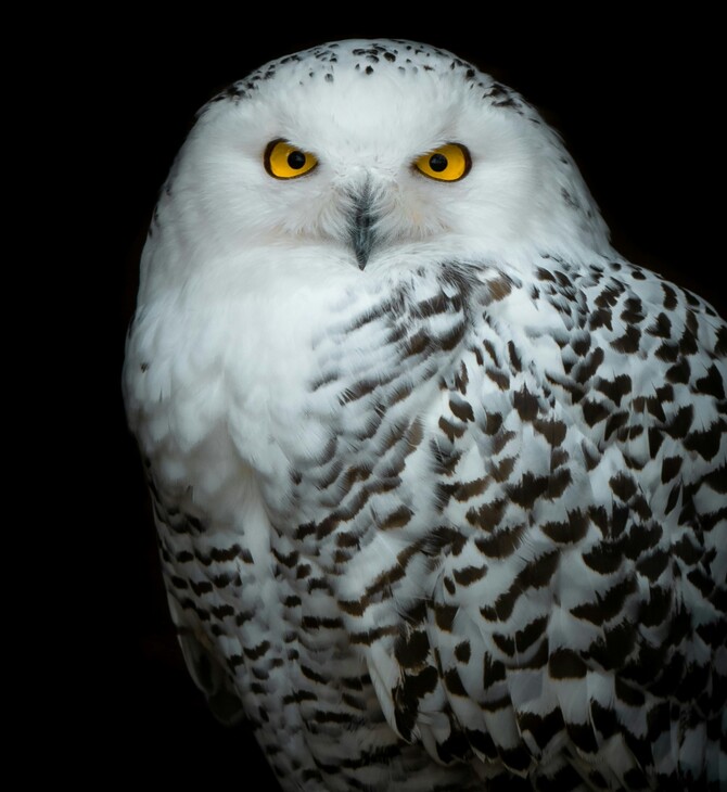 ΚΟΥΚΟΥΒΑΓΙΑ ΟΗΕ ΕΙΔΗ ΖΩΑ