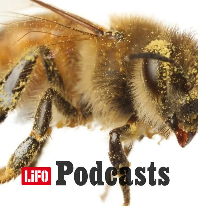 Πώς θα προστατεύσουμε τις μέλισσες;