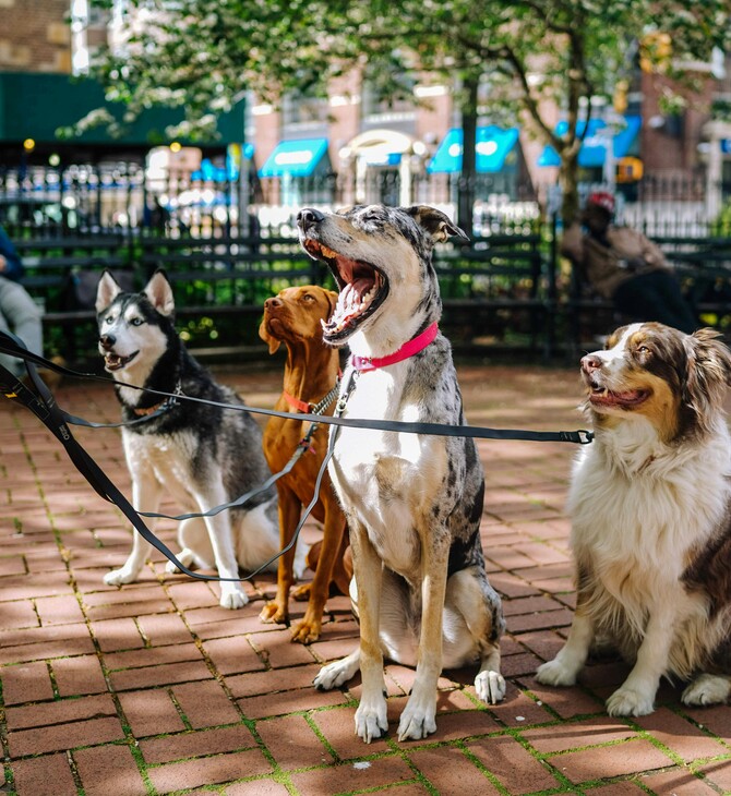 ΚΛΙΜΑ ΚΛΙΜΑΤΙΚΗ ΑΛΛΑΓΗ ΣΚΥΛΙΑ ΚΑΤΟΙΚΙΔΙΑ