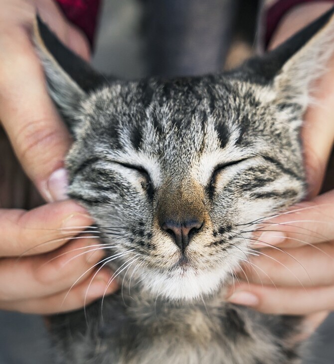 Cat Festival 2026: Η περιέργεια γιορτάζει τη γάτα