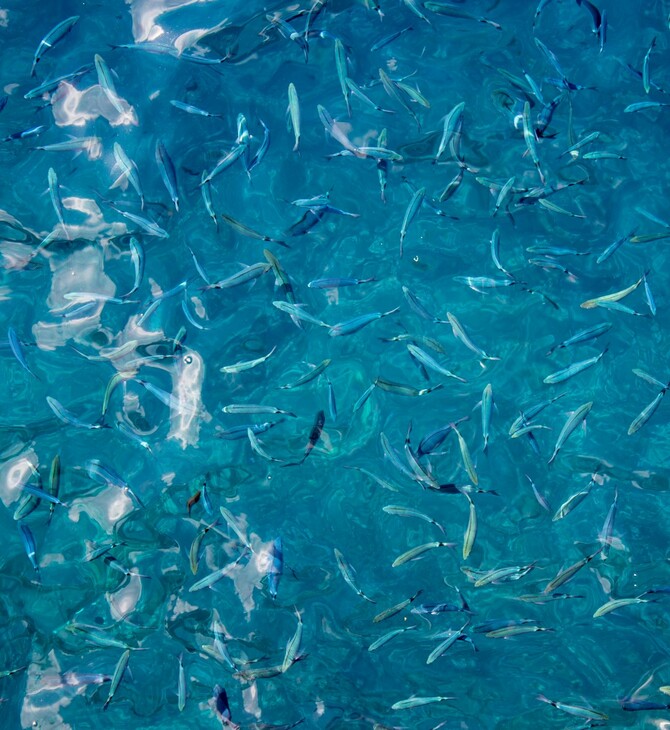 ΑΓΓΛΙΑ ΨΑΡΙΑ ΥΠΕΡΑΛΊΕΥΣΗ ΑΚΤΙΒΙΣΤΕΣ