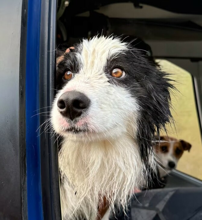 ΣΚΥΛΟΣ ΔΙΑΣΩΣΗ ΕΞΑΦΑΝΙΣΗ